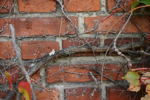 Free Stock Photo of Plant on a brick wall
