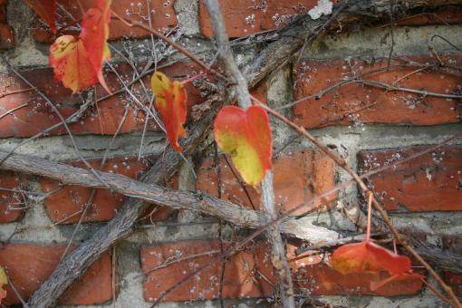 Free Stock Photo of Plant on a brick wall