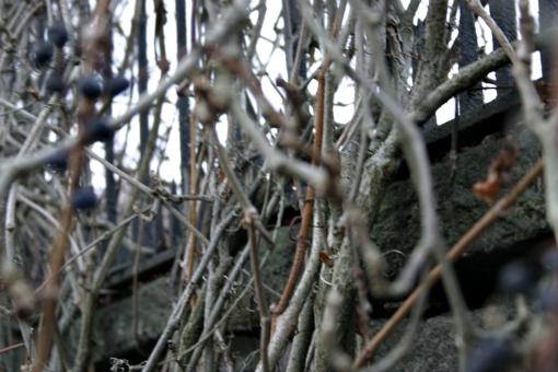 Free Stock Photo of Branches