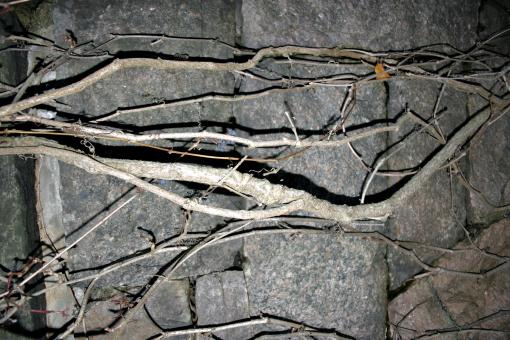 Free Stock Photo of tree against a brick wall