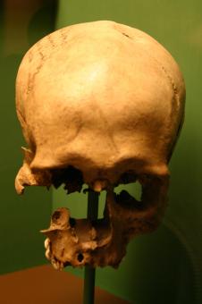 Free Stock Photo of Skull