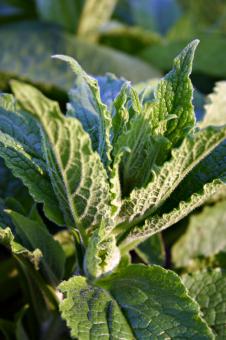 Free Stock Photo of Plant closeup