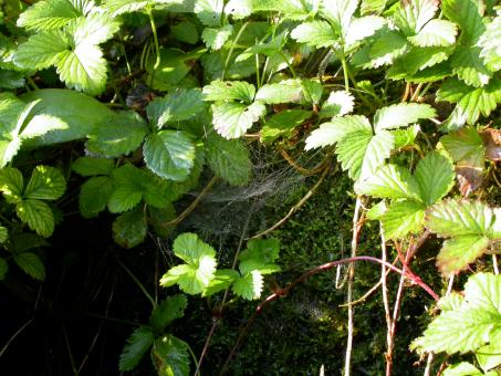 Free Stock Photo of Leafs and spiderweb