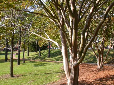 Free Stock Photo of Trees in the park