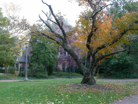 Free Stock Photo of Tree infront of house