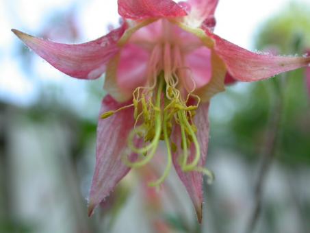 Free Stock Photo of Pink flower closeup