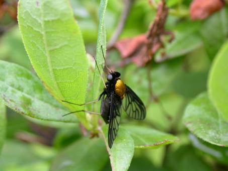 Free Stock Photo of Black fly with a golden back