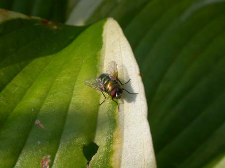 Free Stock Photo of The fly