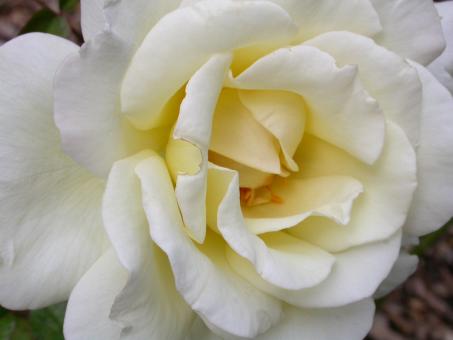 Free Stock Photo of White rose