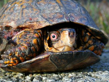 Free Stock Photo of Turtle