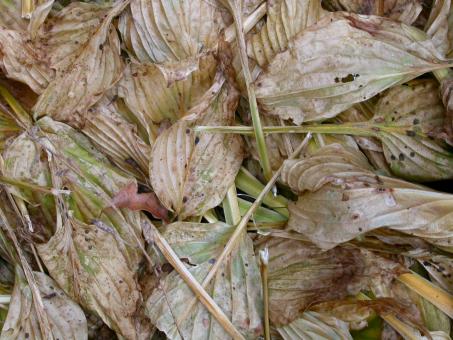 Free Stock Photo of Dead leafs