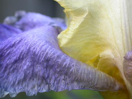 Free Stock Photo of Yellow and blue flower