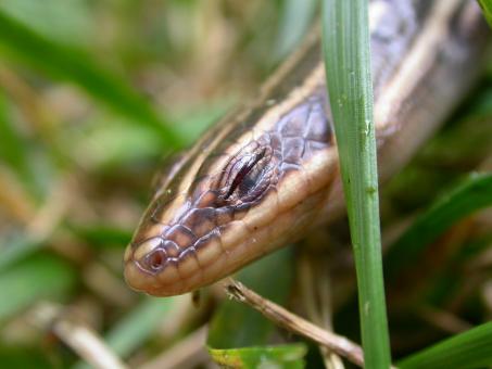 Free Stock Photo of Lizard head