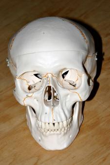 Free Stock Photo of Plastic skull