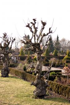 Free Stock Photo of Funny looking tree in cemetary