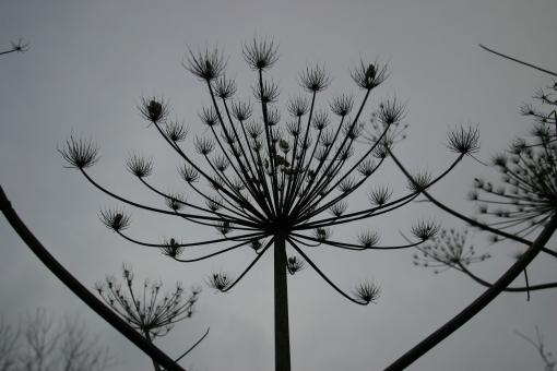 Free Stock Photo of Silhouette of a plant