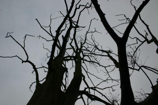 Free Stock Photo of Silhouette of a tree