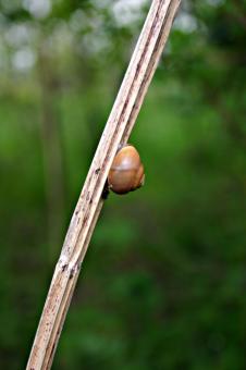 Free Stock Photo of Cochlea on a straw
