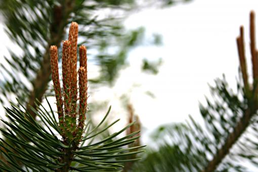 Free Stock Photo of Plant closeup