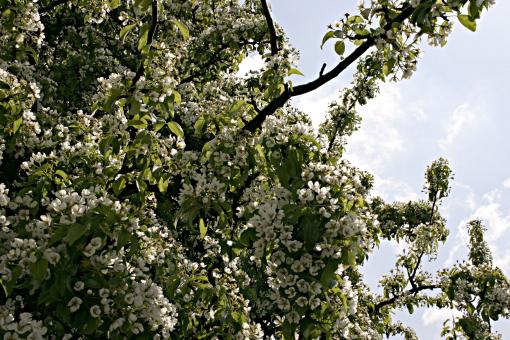 Free Stock Photo of Tree with white flowers