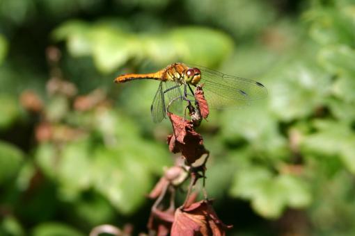 Free Stock Photo of Dragon Fly