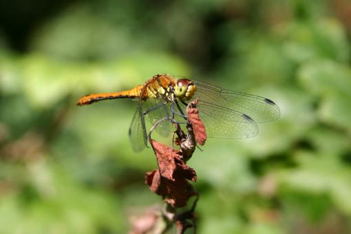 Free Stock Photo of Dragon Fly