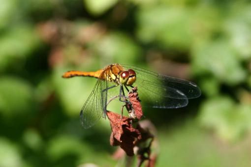 Free Stock Photo of Dragon Fly