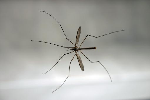 Free Stock Photo of Crane Fly