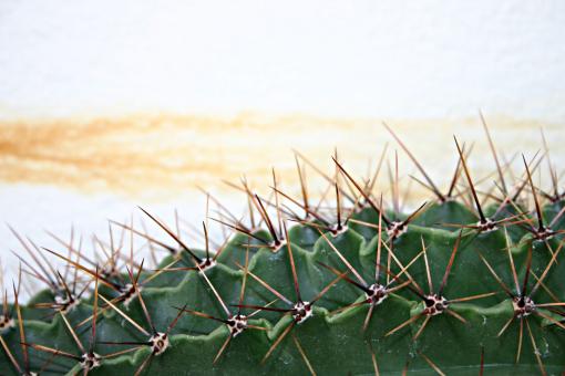 Free Stock Photo of Cactus