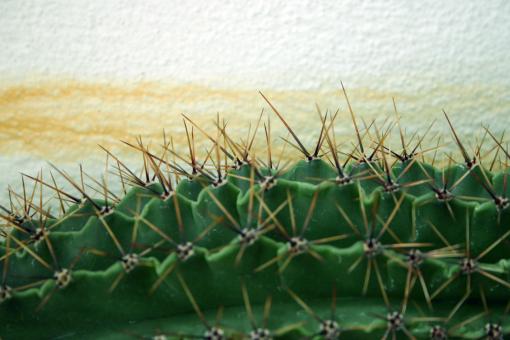 Free Stock Photo of Cactus