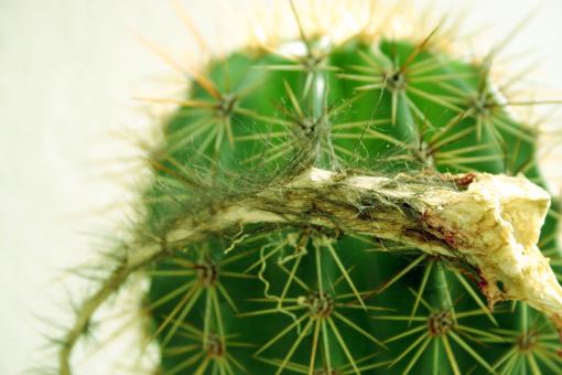 Free Stock Photo of Cactus