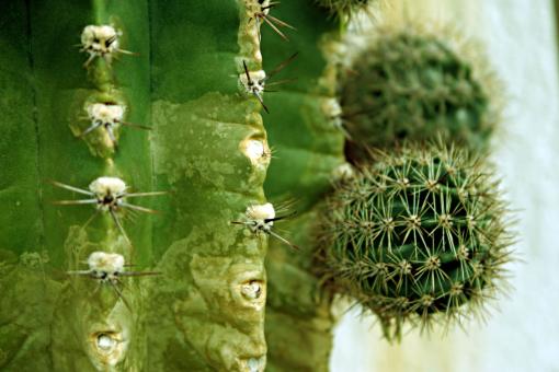 Free Stock Photo of Cactus