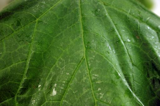 Free Stock Photo of Leaf Closeup