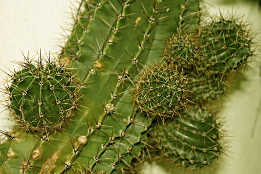 Free Stock Photo of Cactus
