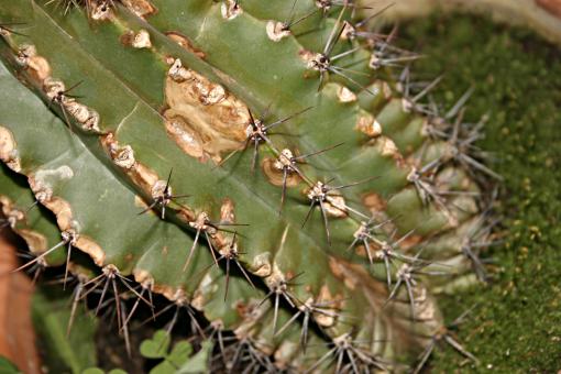 Free Stock Photo of Cactus
