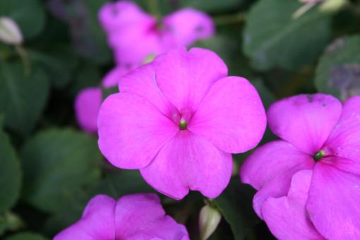 Free Stock Photo of Purple flower