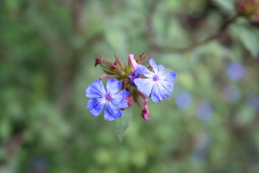 Free Stock Photo of Bluish flowers