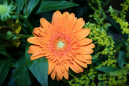 Free Stock Photo of Orange flower