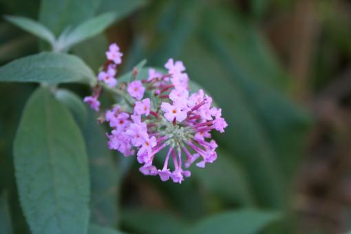 Free Stock Photo of Purple flowers