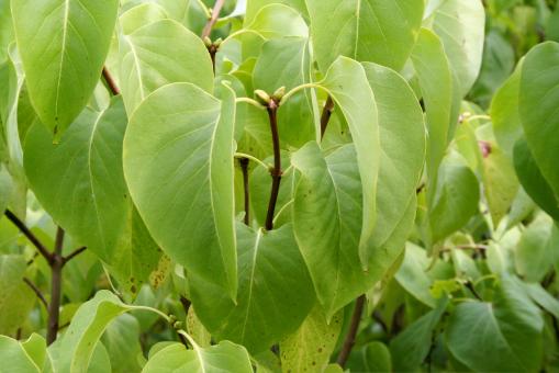 Free Stock Photo of Green plants