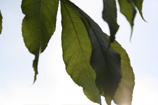 Free Stock Photo of Green leafs