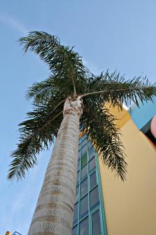 Free Stock Photo of Palm tree