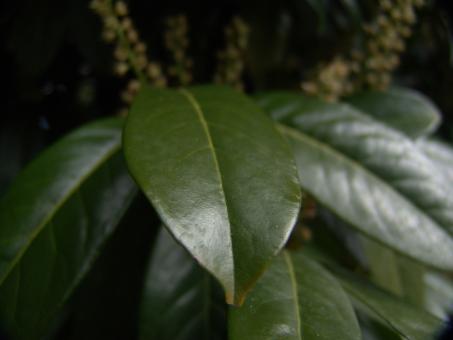 Free Stock Photo of Green plant