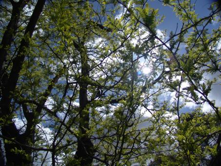 Free Stock Photo of Trees