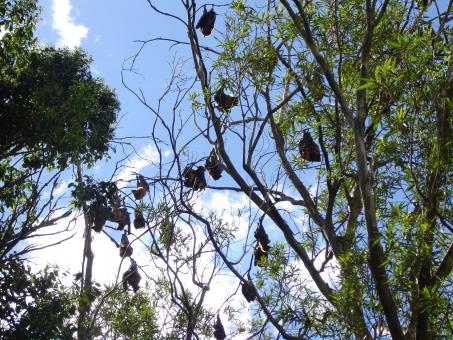 Free Stock Photo of Bats hanging from a tree
