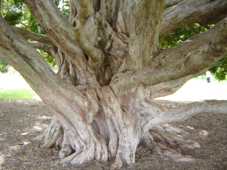 Free Stock Photo of Massive tree roots