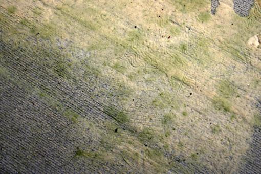 Free Stock Photo of Wet carpet underlay