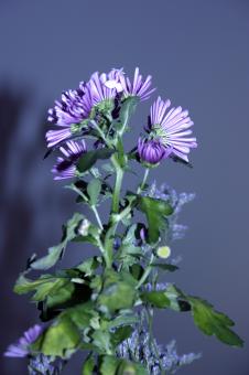 Free Stock Photo of Purple flower