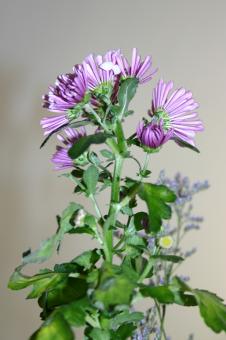 Free Stock Photo of Purple flower