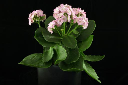 Free Stock Photo of Pink flowers in a black vase